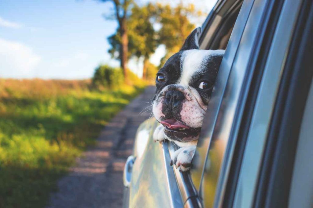 Caravan travel with pets